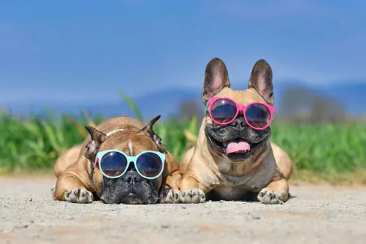 Frenchies in the sunshine with sunglasses