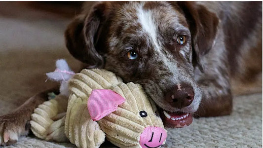 Best dog toys
