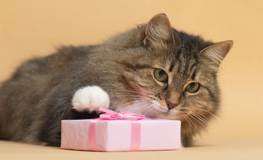 Custom-made cat portrait and engraved items, perfect for gifting a special and unique keepsake to your cat.