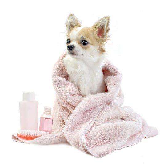 dog gift box