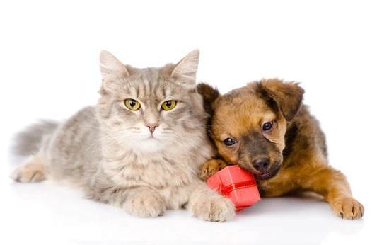 cat kong toys