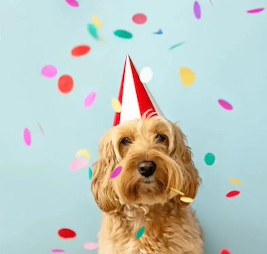 Dog Gifts Dog Party Hat
