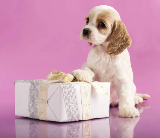 Dog Gift