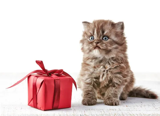 Unique cat gifts including cat gift boxes and personalised presents for cat lovers.