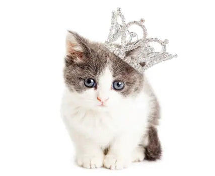Cat Gift Ideas