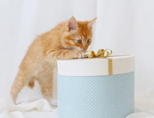 cat-accessories-plush-bed-for-cats