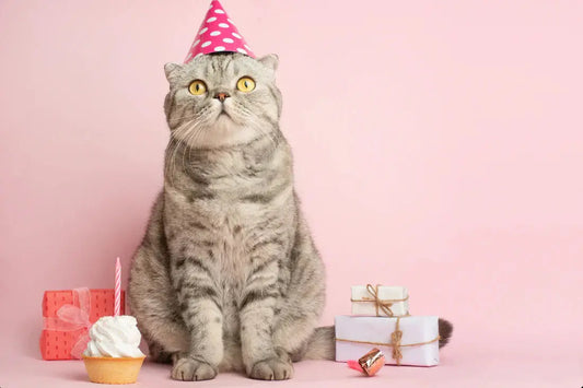 cat gift box