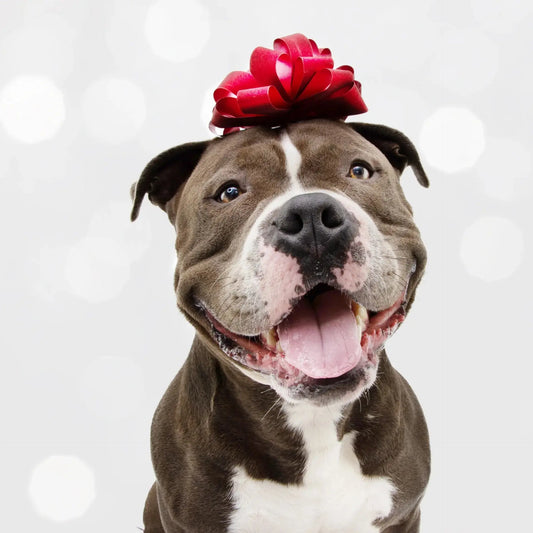 personalised dog gifts