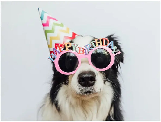dog-birthday-treats-bandana-toys-cake