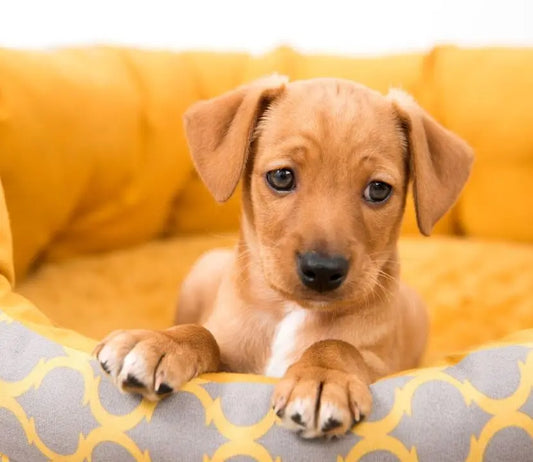 Curated pet gift boxes in Australia filled with toys and treats for dogs, celebrating the 'dog baby' mentality.