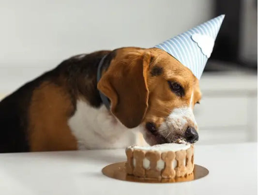dog-cake-recipe-healthy-dog-treats pet-bakery-homemade-dog-cake