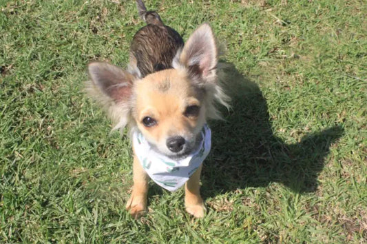 dog bandana