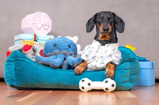 Dog with dog gifts and dog toys