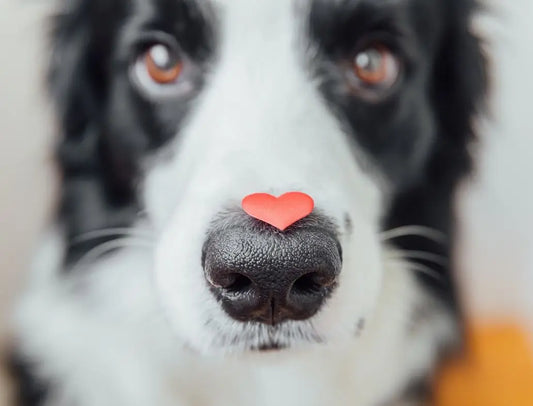 Gift ideas for dogs