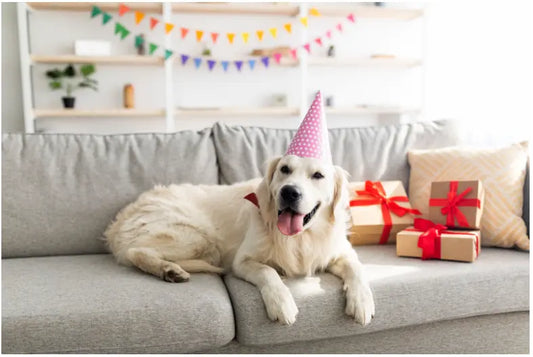 Dog gifts dog party hat