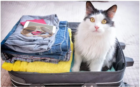 best cat toys
