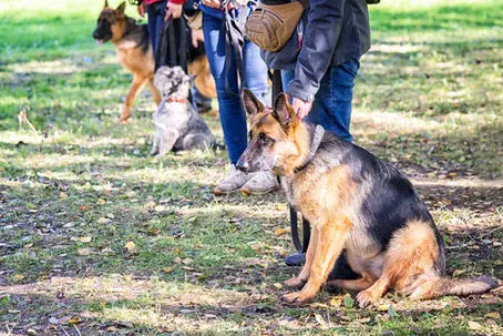 Benefits of Regular Exercise for Dogs: Park Etiquette & Walking Your Dog - ‘Do's and Don’ts’