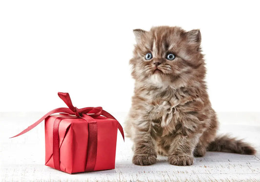cat gift box