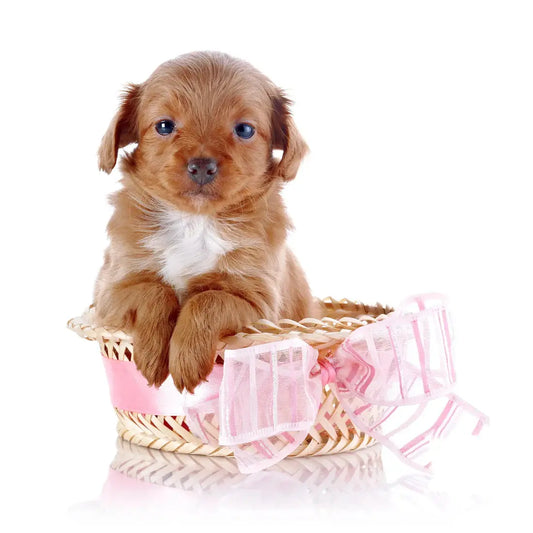 healthy treats for dogs