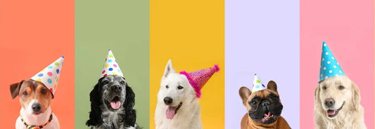 Top 10 Gifts for Cats and Dogs in Australia