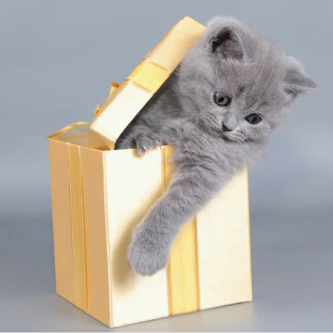 cat gift box